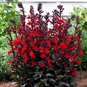 Lobelia Vulcan Red, 2 Live Plants, Perennial