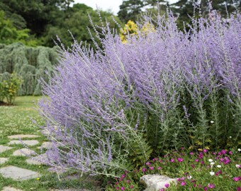 Perovskia atriplicifolia Russian Sage, 2 Live Plants, Perennial