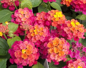 Lantana Bandolero Cherry Sunrise, 2 Live Plants, Annual