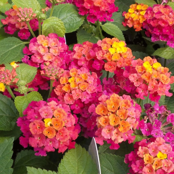 Lantana Bandolero Cherry Sunrise, 2 Live Plants, Annual