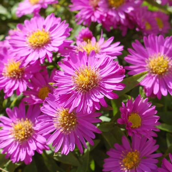 Aster New England Novi Belgii Alert Pink Dwarf, 2 Live Plants, Perennial