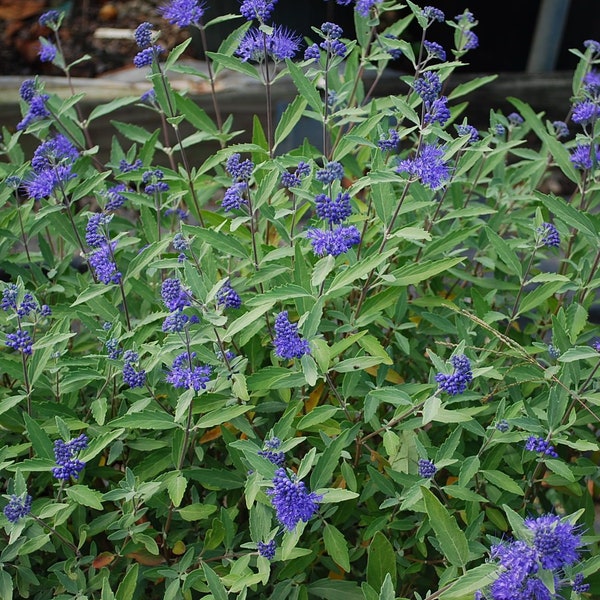 Caryopteris Longwood Blue, Blue Mist Spirea, Bluebeard, 2 Live Plants, Perennial