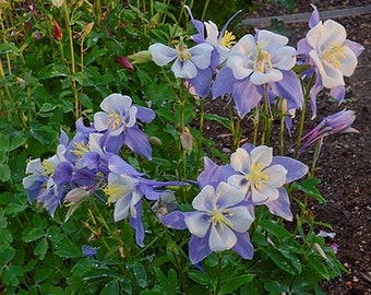 Columbine Aquilegia Caerulea Rocky Mountain Blue, 2  Live Plants, Perennial