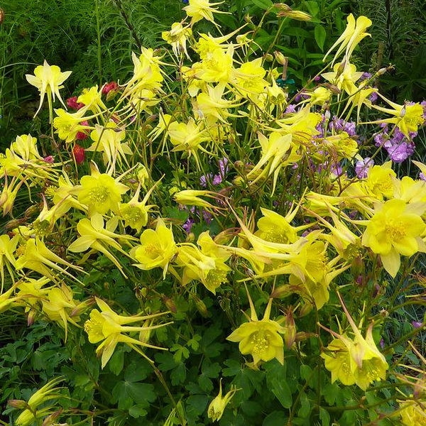 Columbine Aquilegia Denver Gold, 2 Live Plants, Perennial