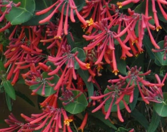 Lonicera Honeysuckle Major Wheeler, 2 Live Plants, Vine