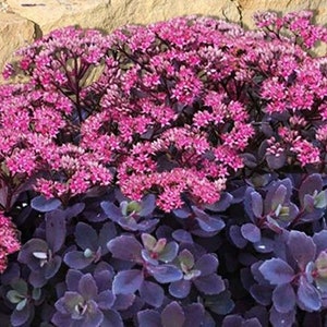 Sedum Sun Sparkler Plum Dazzled Stonecrop, 2 Live Plants, Perennial