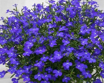 Lobelia Magadi Basket Blue Dark, Trailing, 2 Live Plants, Annual