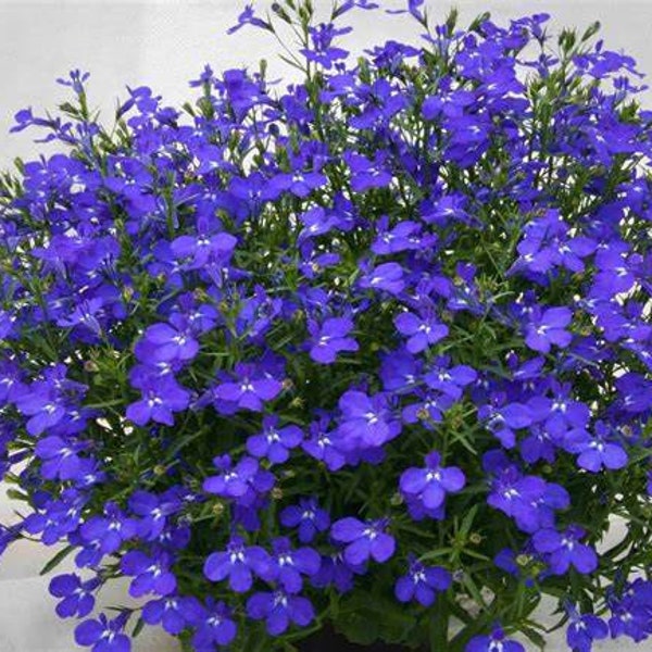Lobelia Magadi Basket Blue Dark, Trailing, 2 Live Plants, Annual