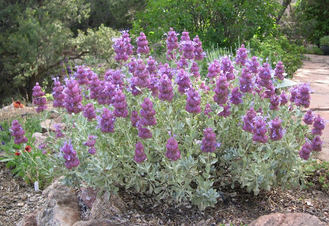 Salvia Pachyphylla Mojave Sage Live Plant, Perennial Etsy