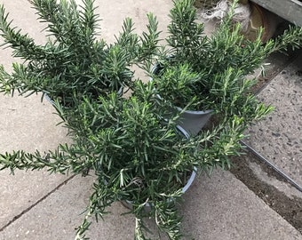 Live Herb Plant, Rosemary Prostratus Creeping, 2 Plants