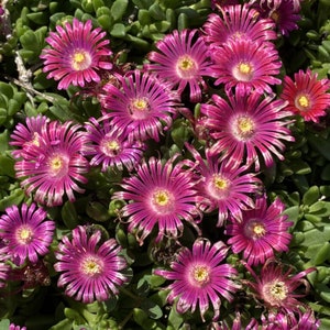 Delosperma Granita Raspberry Ice Plant, 2 Live Plants, Perennial