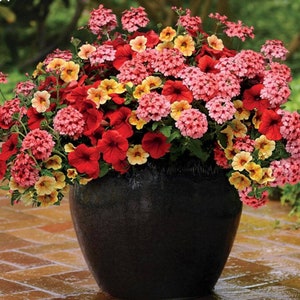 TrixiLiner Who Knew Orleans, 6 Live Plants in 2 Pots, Annual