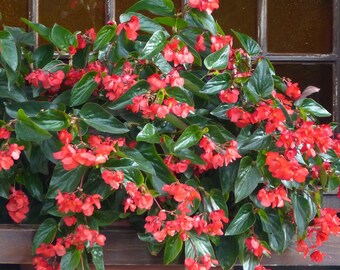 Begonia Dragon Wing Red, 2 Live Plants, Annual