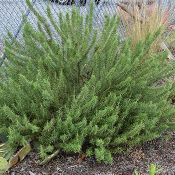 Live Herb Plant, Arp Rosemary, 2 Live Plants