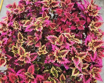 Coleus Florida Sun Rose, 2 Live Plants, Annual