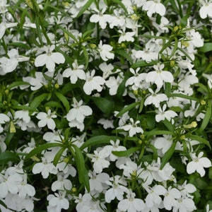 Lobelia Magadi Basket White, Trailing, 2 Live Plants, Annual - Etsy