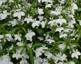 Lobelia Magadi Basket White, Trailing, 2 Live Plants, Annual