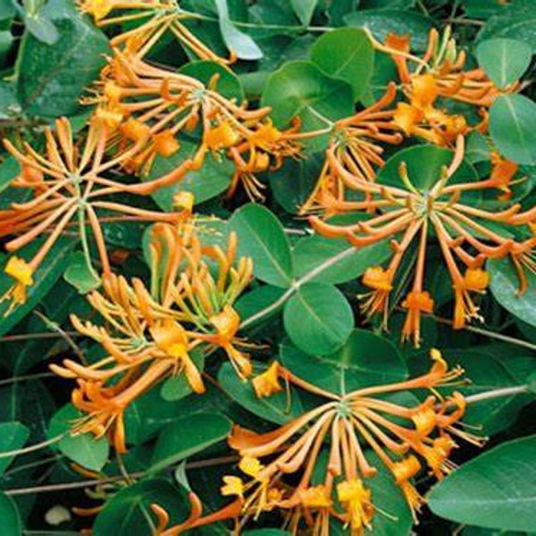 Lonicera Honeysuckle Mandarin, 2 Live Plants, Vine