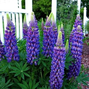 Lupin Gallery Blue, 2 Live Plants, Perennial