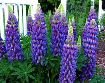 Lupin Gallery Blue, 2 Live Plants, Perennial