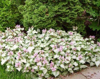 Lamium Pink Pewter, Spotted Dead Nettle, 2 Live Plants, Perennial