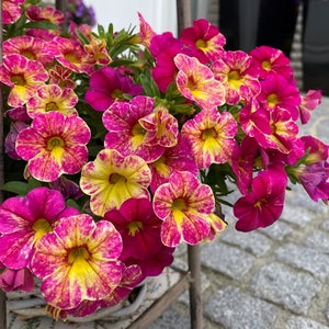 Calibrachoa Chameleon Pink Splash, Million Bells, 2 Live Plants, Annual