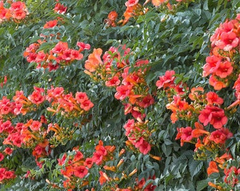 Campsis Trumpet Vine Madam Galen, 2 Live Plants, Vine