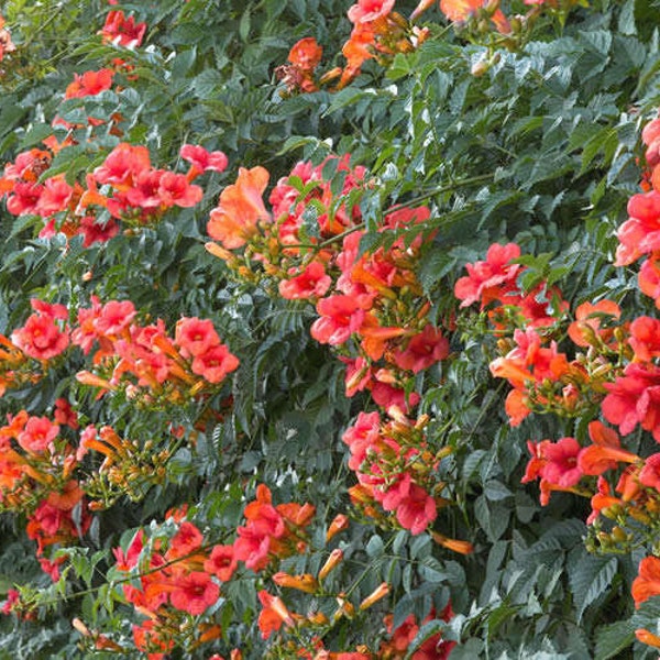 Campsis Trumpet Vine Madam Galen, 2 Live Plants, Vine