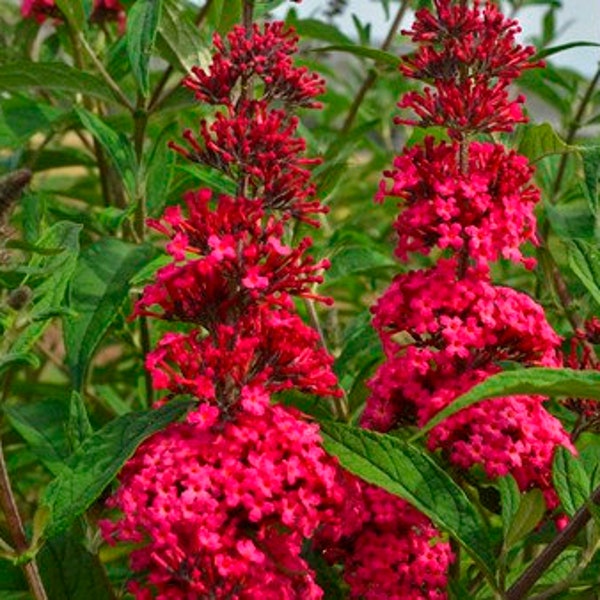 Buddleia Monarch Prince Charming Butterfly Bush, 2 Live Plants, Perennial