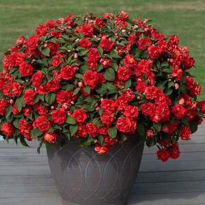 Impatiens Glimmer Red Bright Double, 2 Live Plants, Annual