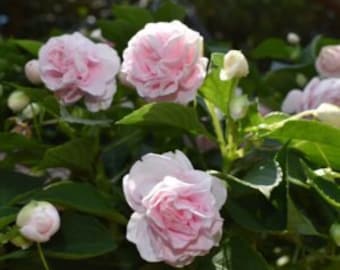 Impatiens Glimmer Appleblossom Double, 2 Live Plants, Annual