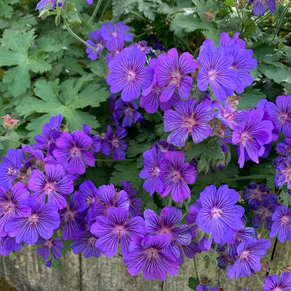 Geranium Johnsons Blue, Cranesbill, 2 Live Plants, Perennial