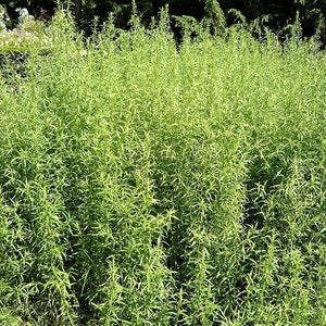 Live Herb Plant Tarragon, French, Artemisia dracunculus, 2 Live Plants image 2