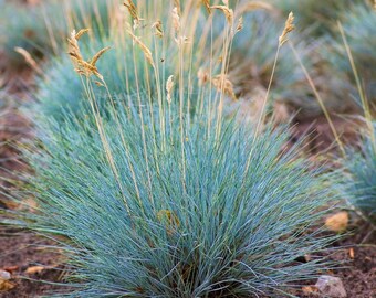 Festuca Elijah Blue Fescue Grass, 2 Live Plants, Perennial