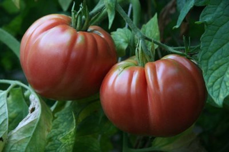 Tomato Plant Giant Belgium Organic Heirloom Etsy
