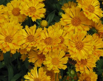 Coreopsis Jethro Tull, 2 Live Plants, Perennial