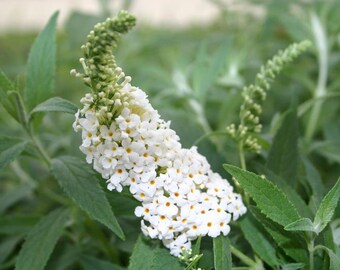 Buddleia Leah White, Butterfly Bush, 2 Live Plants