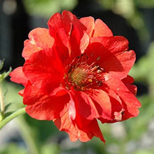 Geum Double Bloody Mary, Avens, 2 Live Plants, Perennial