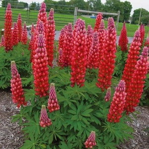 Lupin Gallery Red, 2 Live Plants, Perennial