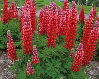 Lupin Gallery Red, 2 Live Plants, Perennial