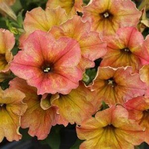 Petunia CrazyTunia Terra Cotta, 2 Live Plants, Annual