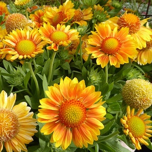 Gaillardia Mesa Peach, Blanket Flower, 2 Live Plants, Perennial