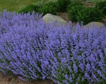 Nepeta Prelude Blue, Catmint, 2 Live Plants, Perennial