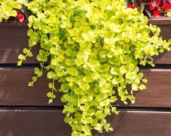 Lysimachia Creeping Jenny Gold, 2 Live Plants, Perennial