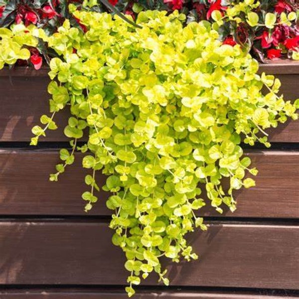 Lysimachia Creeping Jenny Gold, 2 Live Plants, Perennial