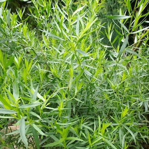 Live Herb Plant Tarragon, French, Artemisia dracunculus, 2 Live Plants image 1