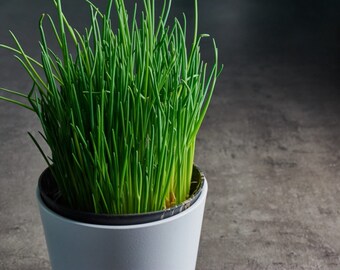 Live Herb Plant, Chives, 2 Live Plants