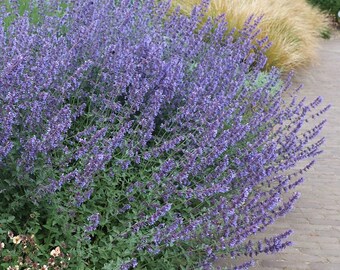 Nepeta Junior Walker, Cat Mint, 2 Live Plants, Perennial