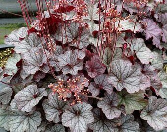 Heuchera Northern Exposure Silver Coral Bells, 2 Live Plants, Perennial