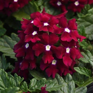 Verbena Enduroscape Burgandy, 2 Live Plants, Annual